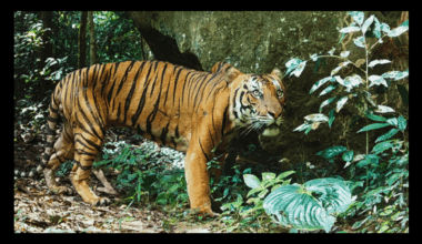 Three-Footed Male Of One Of The World's Rarest Tigers Exposes The Real Danger In Taman Negara