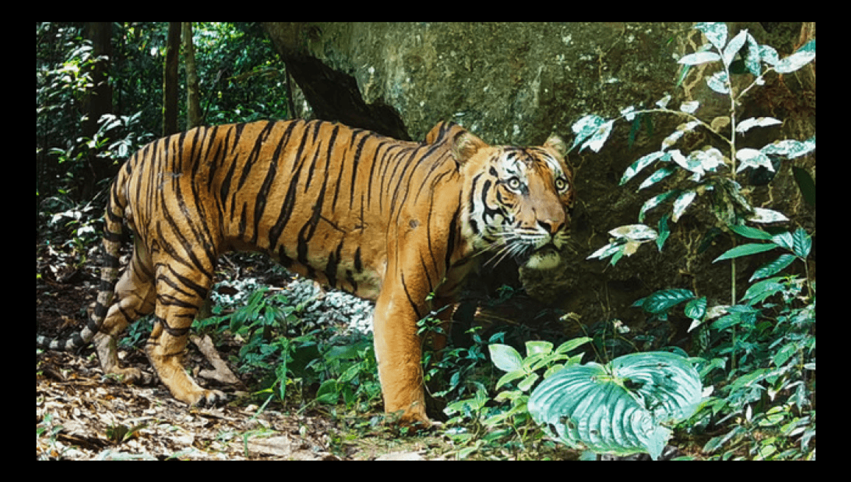 Three-Footed Male Of One Of The World's Rarest Tigers Exposes The Real Danger In Taman Negara
