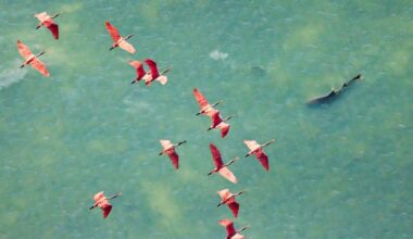 Mangrove Photography Awards 2025: Stunning photo of pink spoonbills soaring over a shark wins top prize