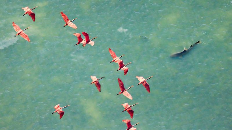 Mangrove Photography Awards 2025: Stunning photo of pink spoonbills soaring over a shark wins top prize