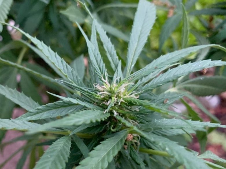 marijuana plant
