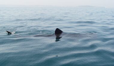 Fishermen Spot Massive Shark off Coast of Massachusetts