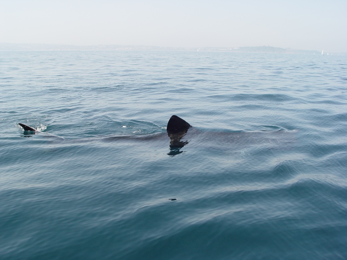 Fishermen Spot Massive Shark off Coast of Massachusetts