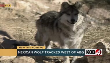 Male Mexican gray wolf tracked outside of designated area