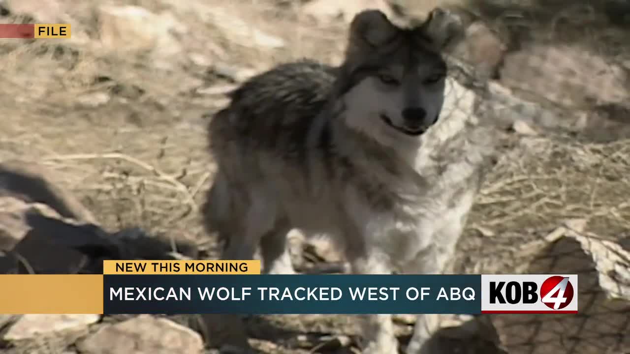 Male Mexican gray wolf tracked outside of designated area