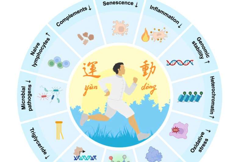 Mimicking the benefits of exercise with a single molecule