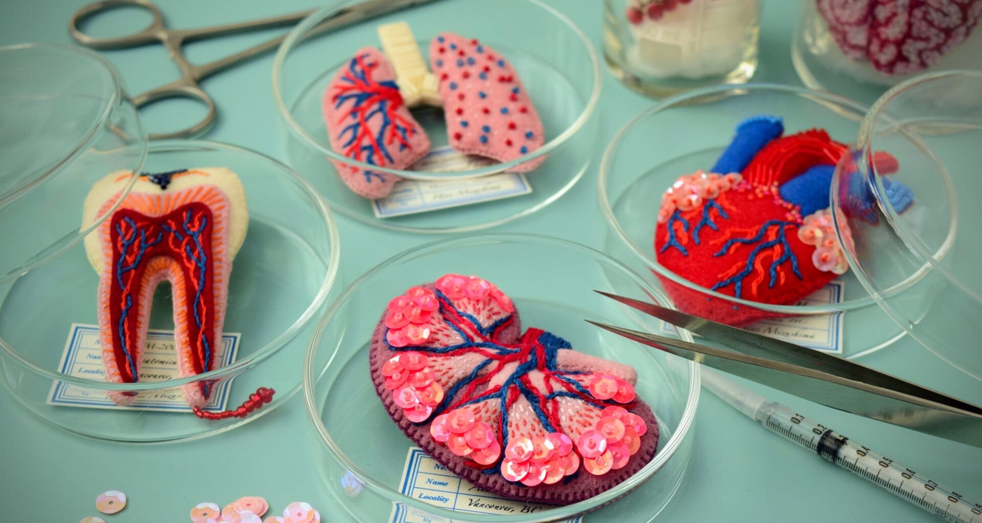 a group of felted brooches, sitting in petri dishes, in the shape of anatomical organs