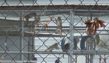 PETA urges federal response after 22 monkeys die at South Carolina research facility