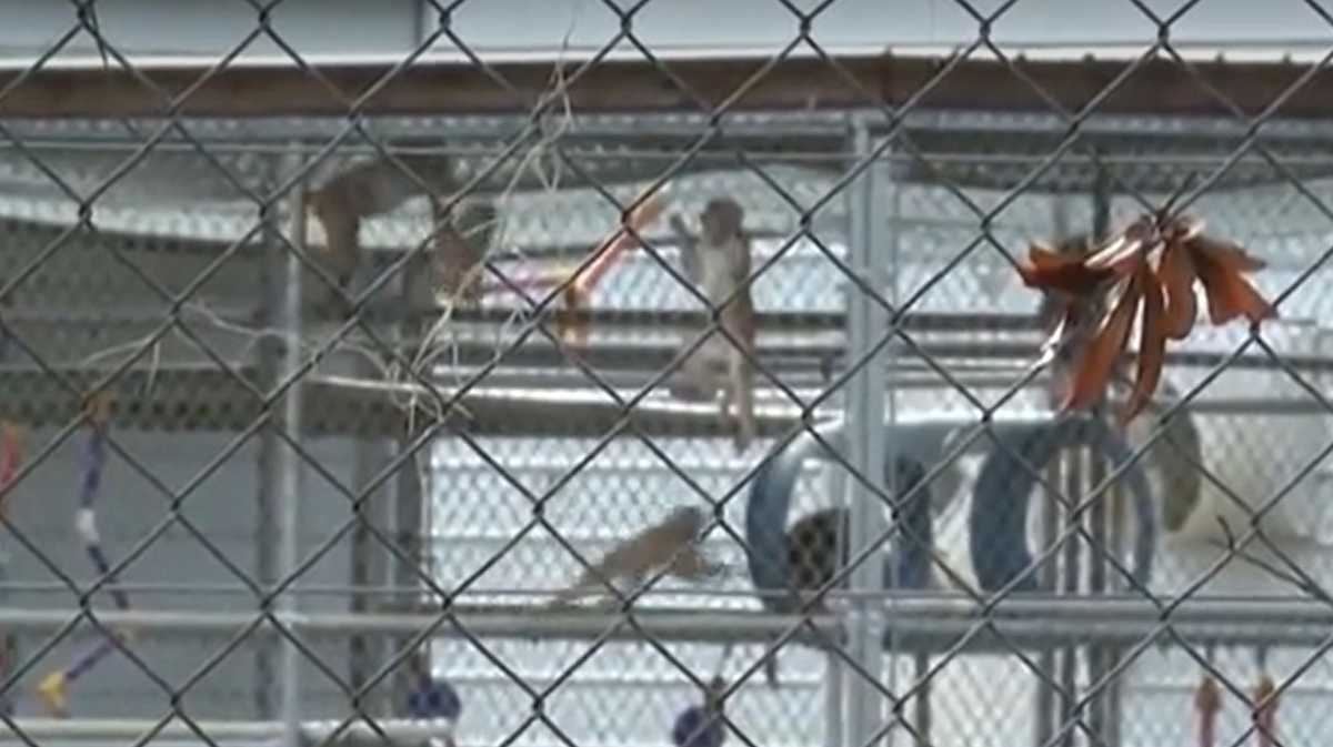 PETA urges federal response after 22 monkeys die at South Carolina research facility