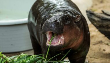 Moo Deng, the baby hippo who took social media by storm, turns 1 - PBS
