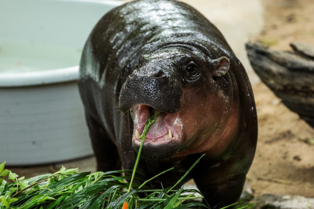 Moo Deng, the baby hippo who took social media by storm, turns 1 - PBS