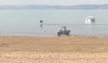 Bear Lake beach temporarily closed after moose sighting