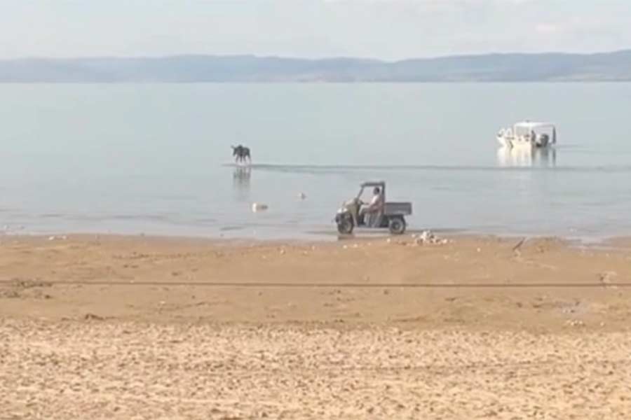 Bear Lake beach temporarily closed after moose sighting