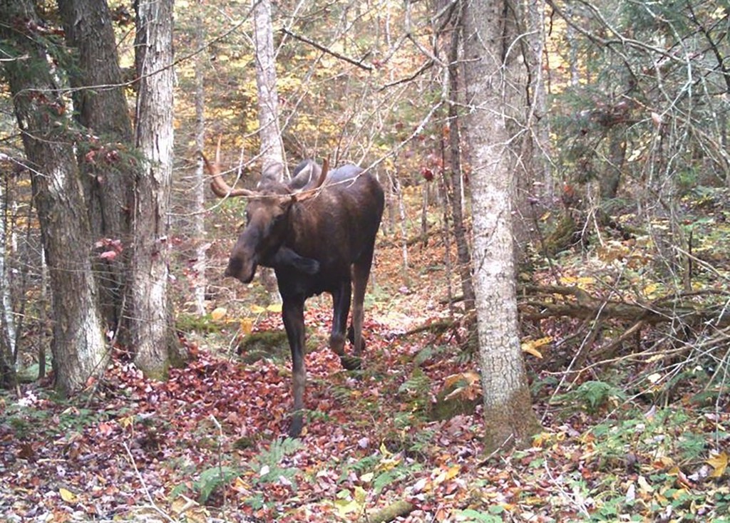 Moose in Essex County, NY.