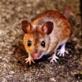 mouse brain