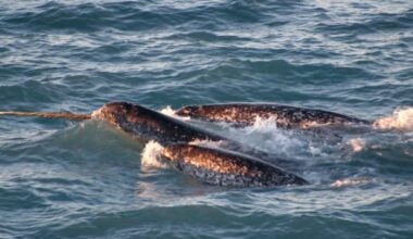Ship noise in Arctic silences narwhals, alters their movements, study says