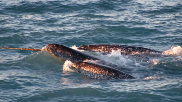 Ship noise in Arctic silences narwhals, alters their movements, study says