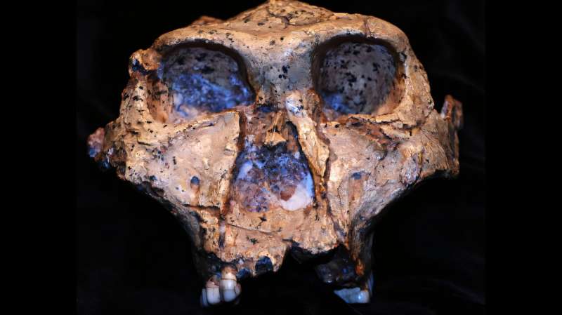 New clues from 2 million-year-old tooth enamel tell us more about an ancient relative of humans