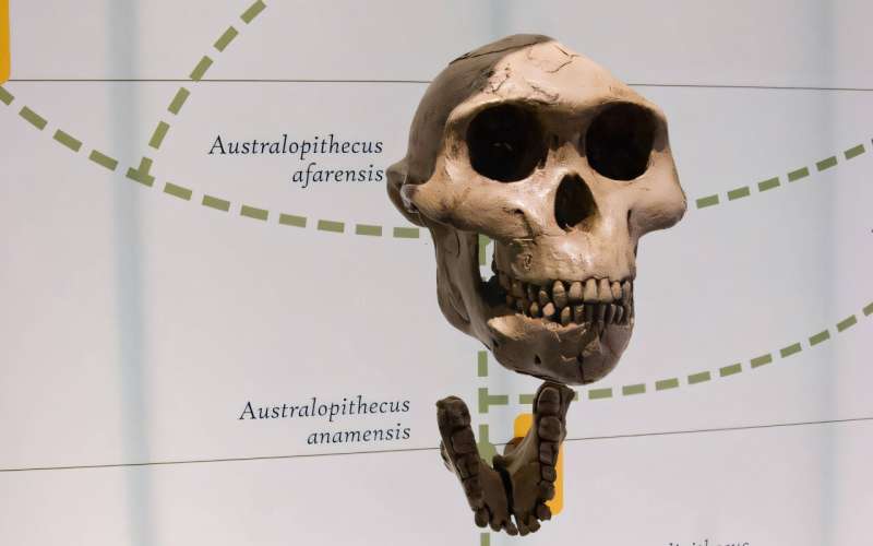 New study finds males much larger than females in early human ancestors