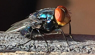 A green-metallic New World screwworm fly on a branch