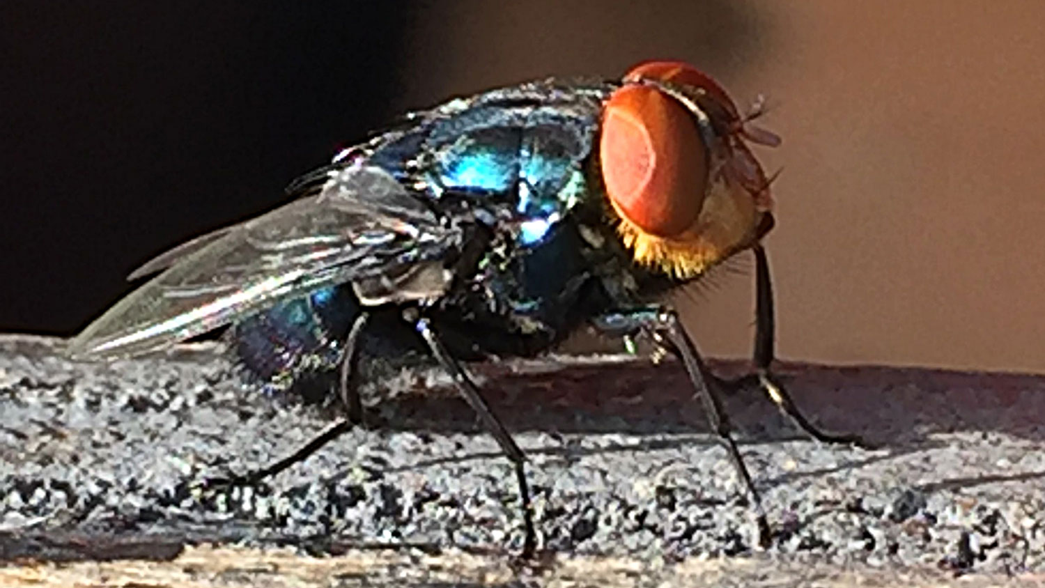 A green-metallic New World screwworm fly on a branch