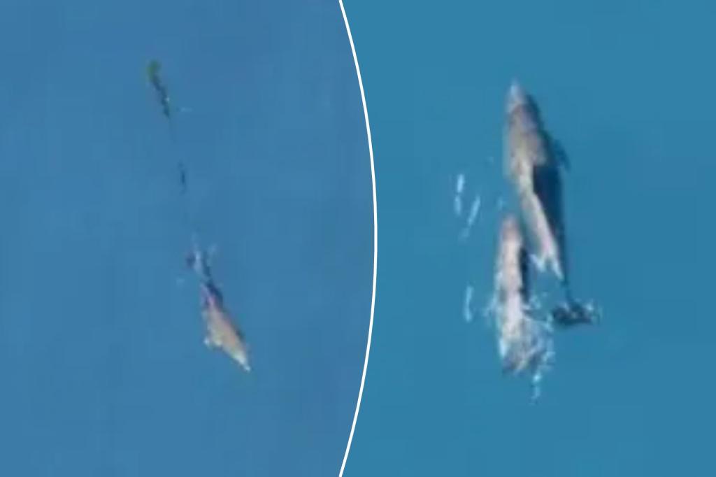 Australian marine rescue groups save dolphin calf from fishing net