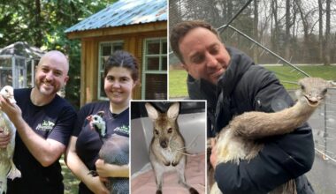 No bull! These are the wildest recent exotic-animal rescues in NYC, LI