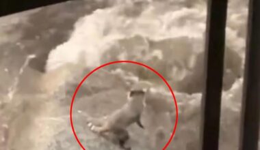 Risky raccoon leaps for life into Reno floodwaters in fur-raising footage: 'Don't let it die!'