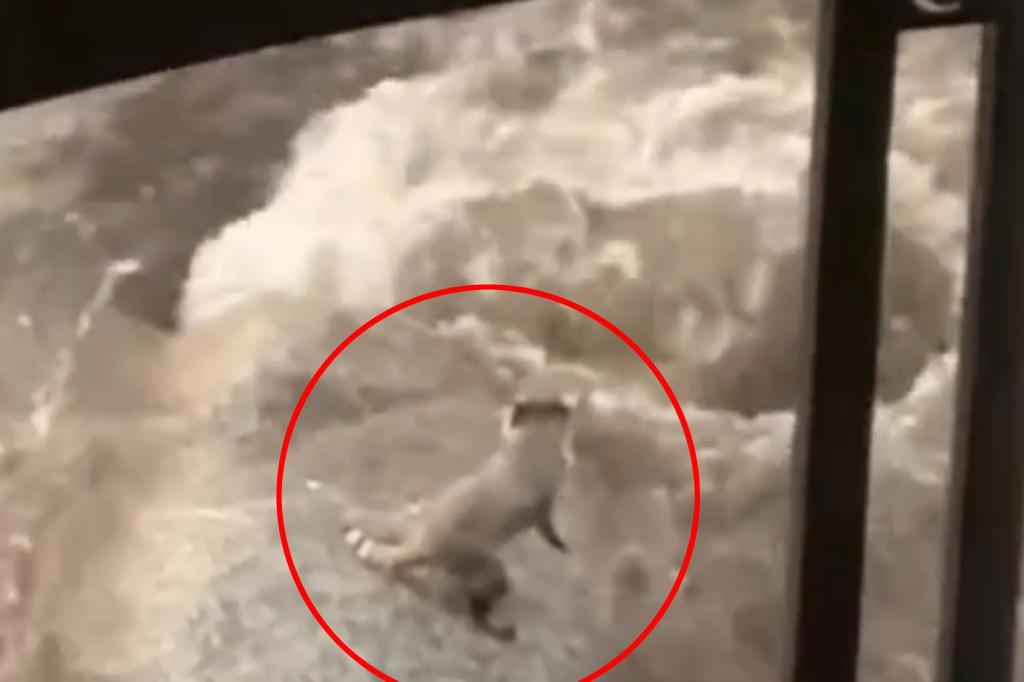 Risky raccoon leaps for life into Reno floodwaters in fur-raising footage: 'Don't let it die!'