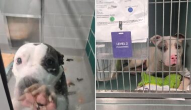 Filthy, cramped conditions at NYC-funded animal shelter persist a year after Post investigation