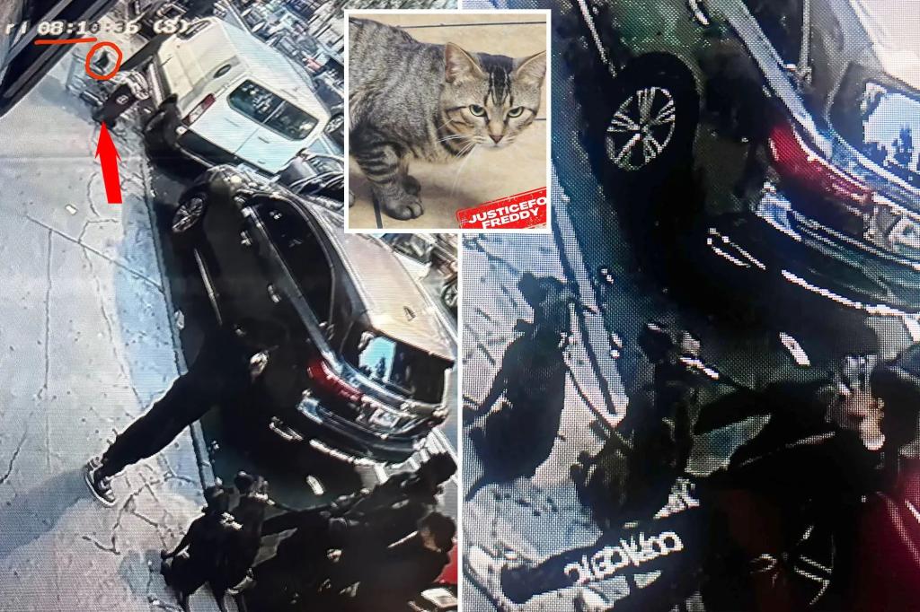 Freddy the NYC bodega cat is killed by dogs as owner, pals ‘cheered': activists
