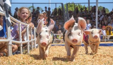 We’re squealing over the OC Fair’s free fun – NBC Los Angeles