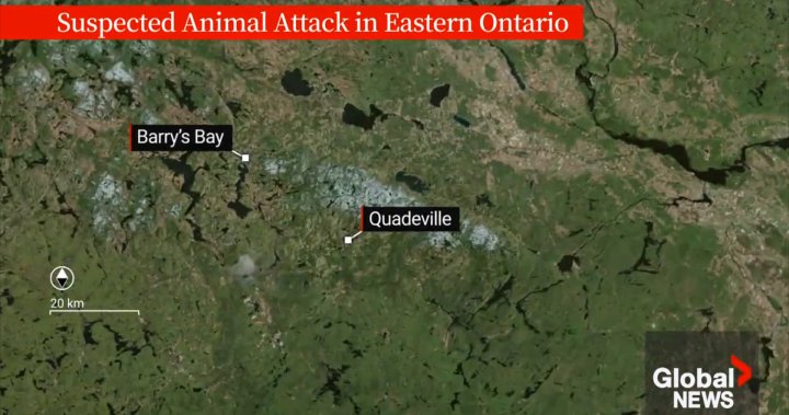 Teen charged in horrific attack on Ontario child police initially attributed to an animal