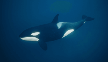 Why Do Orcas Have White "Eye Patches"?