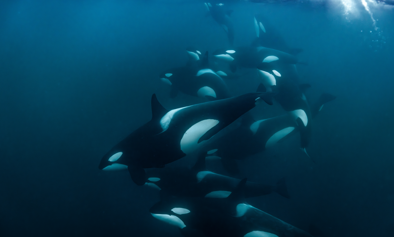 A pod of orca underwater.