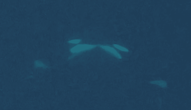 For The First Time, Orcas Have Been Filmed Kissing (With Tongues) In The Wild