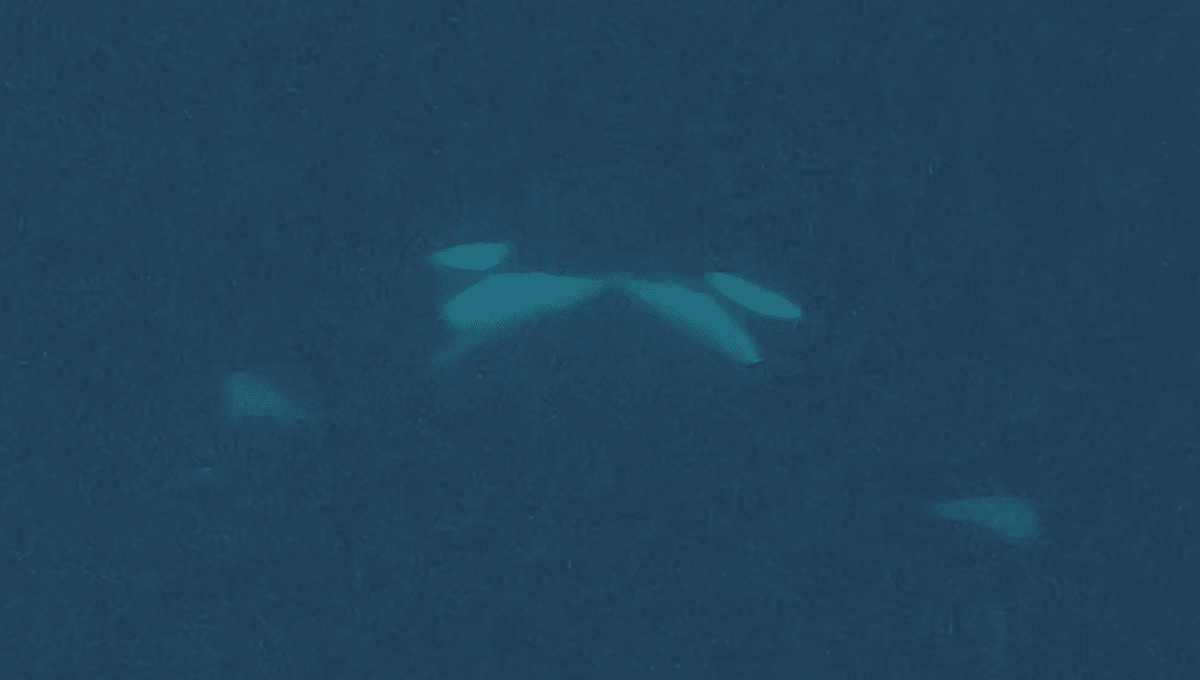 For The First Time, Orcas Have Been Filmed Kissing (With Tongues) In The Wild