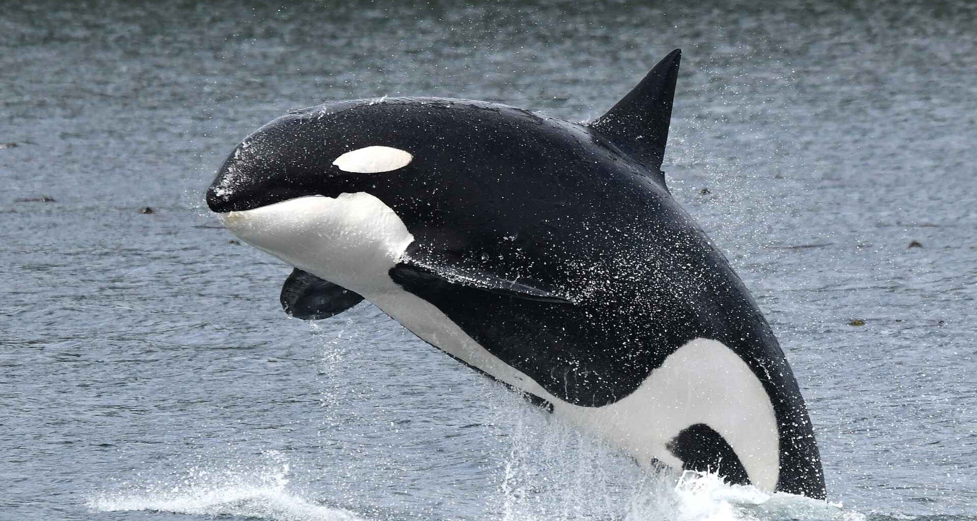 Orca whale breaching the surface in a rare sighting near the Hawaiian coast