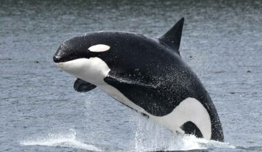 Orca whale breaching the surface in a rare sighting near the Hawaiian coast
