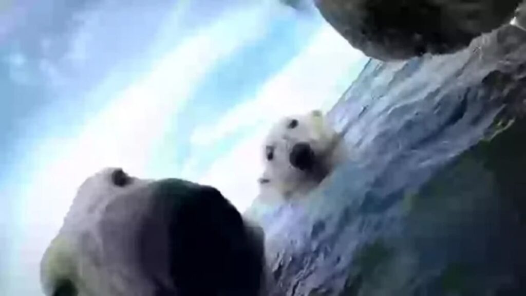 Polar bears in danger