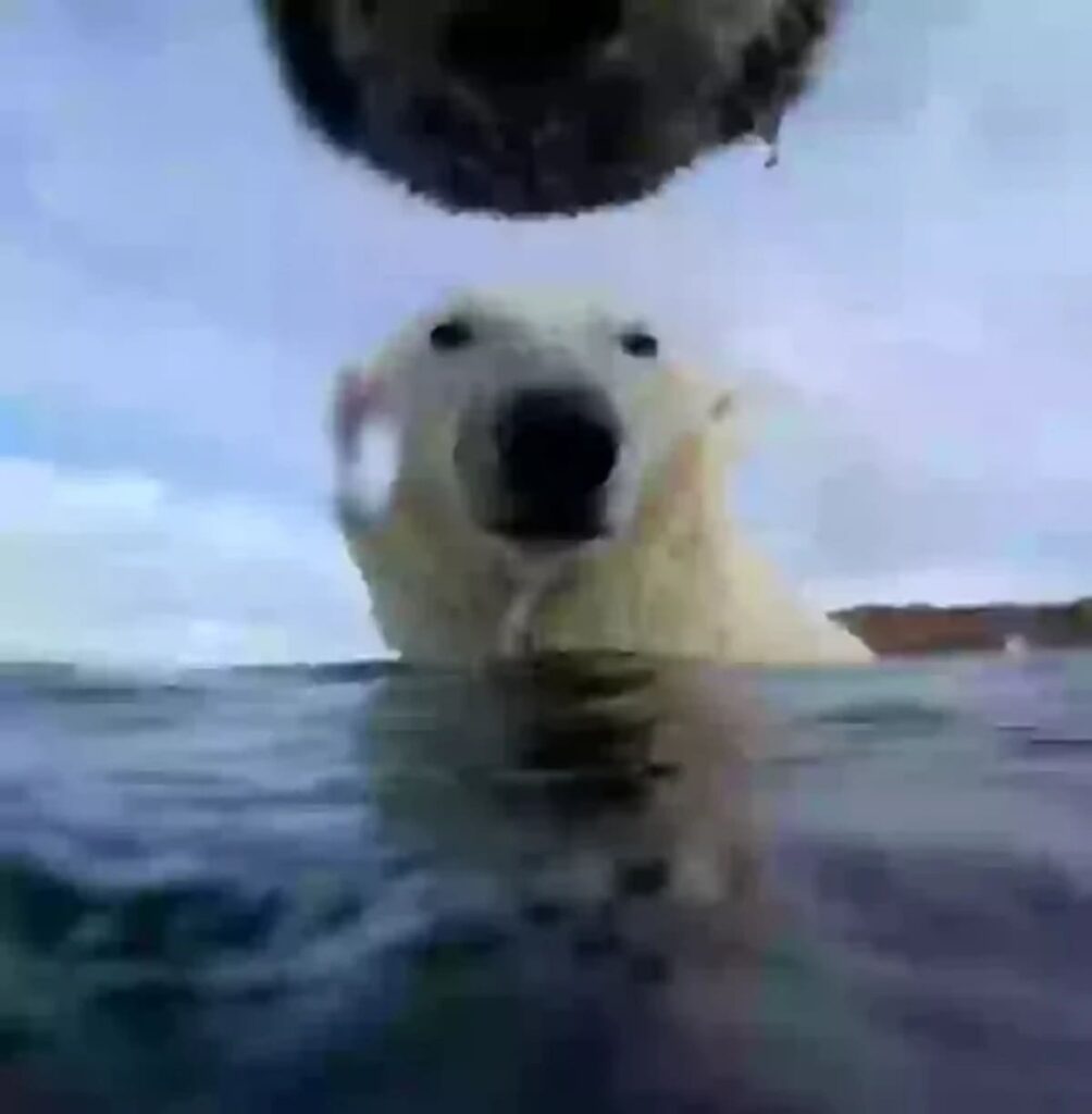 Polar bears in danger-2