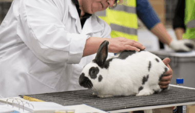 Will AI and organoids end the need for animal testing for drug development?