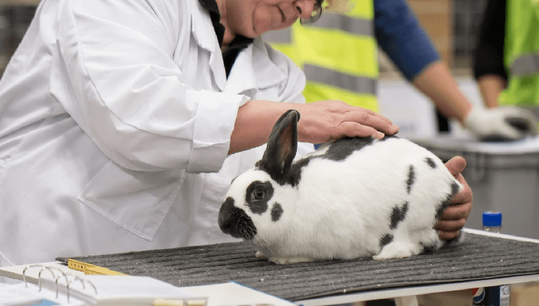 Will AI and organoids end the need for animal testing for drug development?