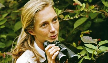 'They hold hands, they embrace, they kiss': The woman who changed our view of chimps