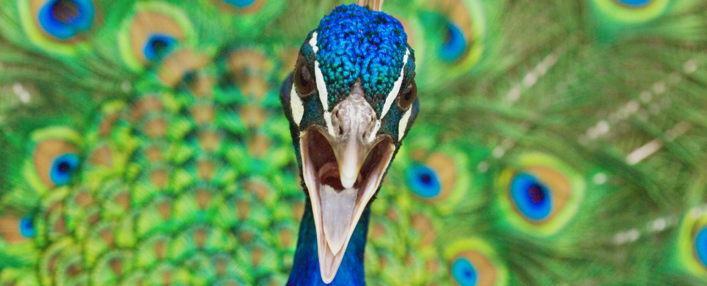 Peacocks Have Lasers In Their Tails : ScienceAlert