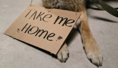 Maricopa County shelters offering free dog adoptions