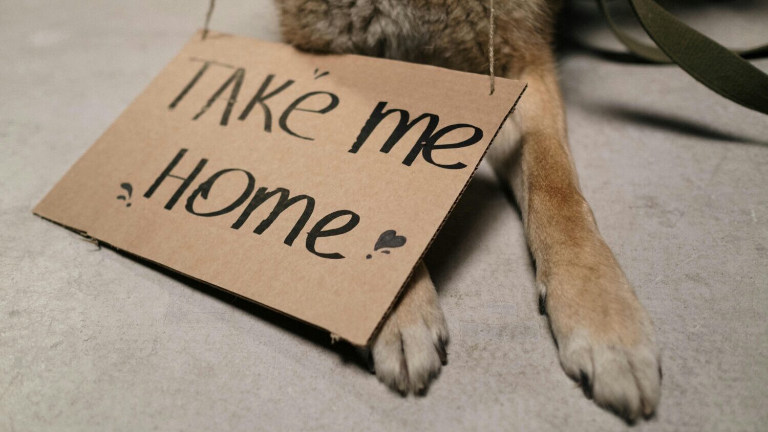 Maricopa County shelters offering free dog adoptions