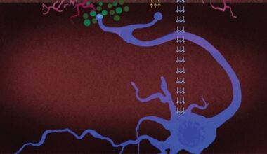 Inhibiting enzyme could halt cell death in Parkinson’s disease, study finds