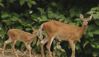 Baltimore City is planning ways to mitigate growing deer population