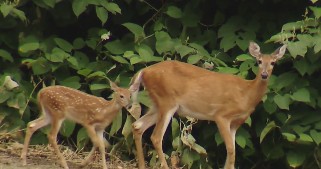 Baltimore City is planning ways to mitigate growing deer population